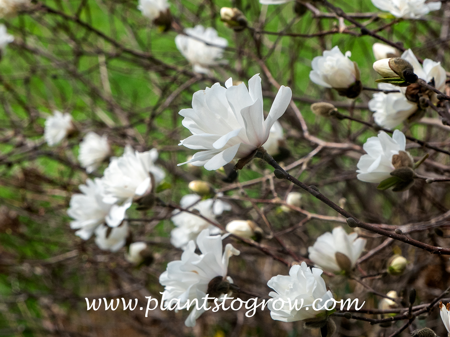 White Rose Magnolia (Magnolia x loebneri)  
The flowers with their additional petals look like white roses. (April 25)
